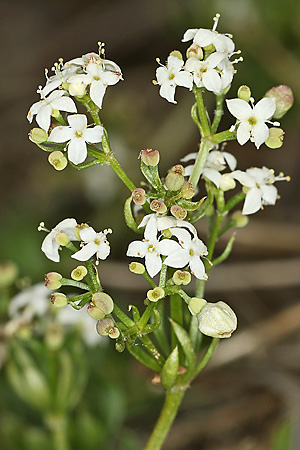 Galium saxatile