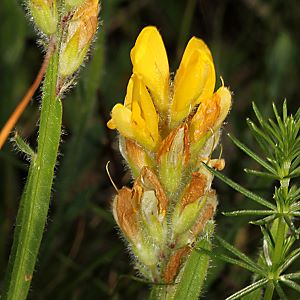 Genista tinctoria