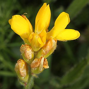Genista tinctoria