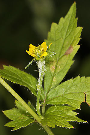 Geum urbanum