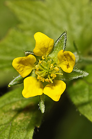 Geum urbanum
