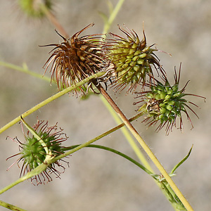 Geum urbanum
