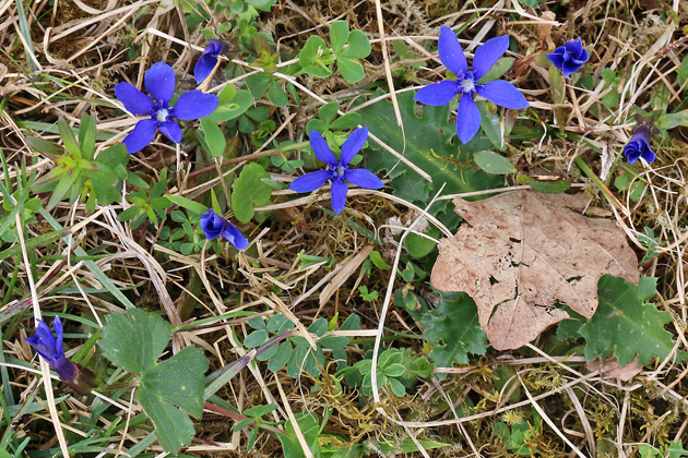 Gentiana verna