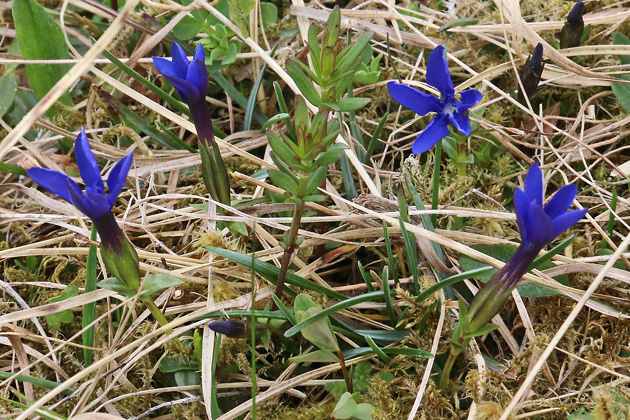 Gentiana verna