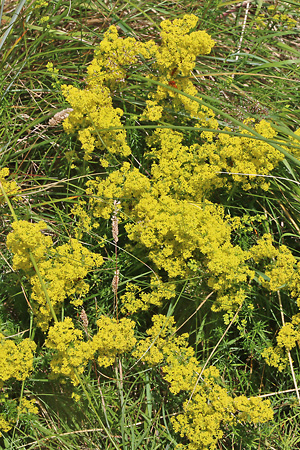 Galium verum