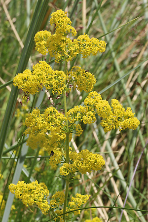 Galium verum