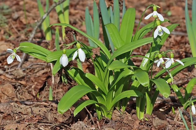 Galanthus woronowii