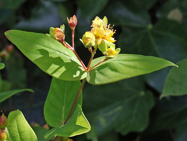 Hypericum androsaemon (28.6.2025) Hypericum androsaemon