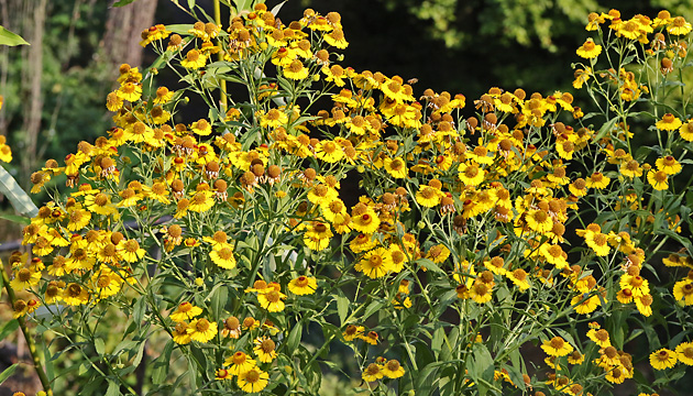 Helenium autumnale