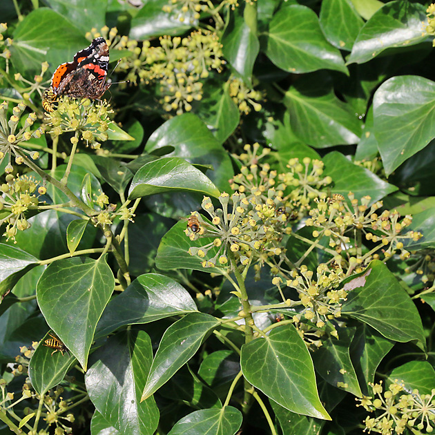 Hedera colchica (Bonn, 10.10.2014)
