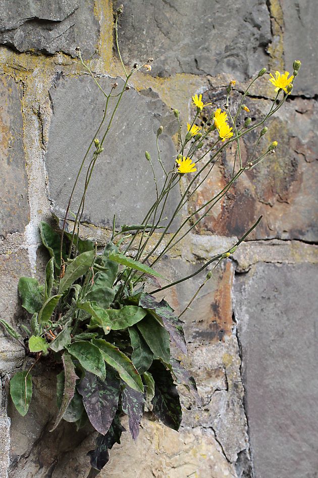 Hieracium glaucinum + murorum