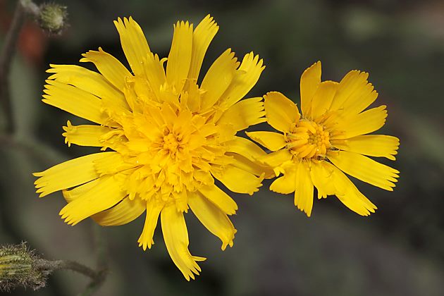 Hieracium glaucinum