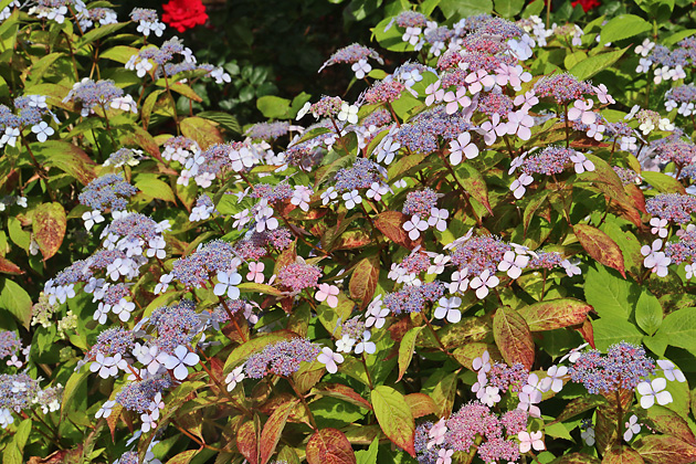 Hydrangea macrophylla