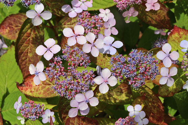 Hydrangea macrophylla