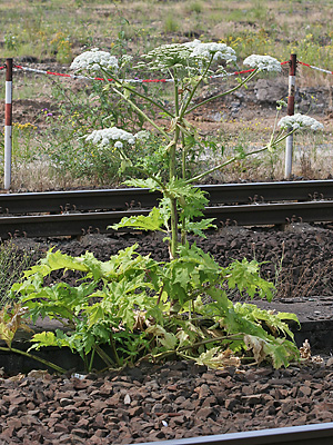 Heracleum mantegazzianum