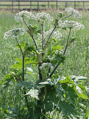 Heracleum mantegazzianum