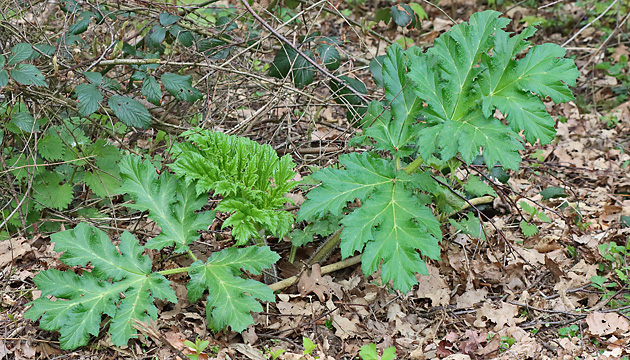 Heracleum mantegazzianum