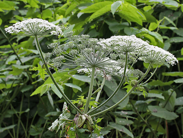 Heracleum mantegazzianum