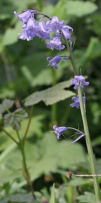 Hyacinthoides massartiana