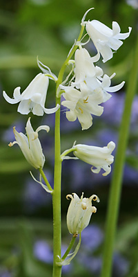 Hyacinthoides massartiana