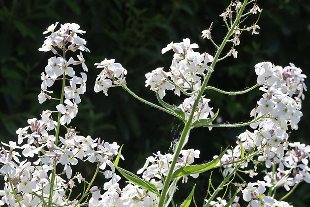 Hesperis matronalis