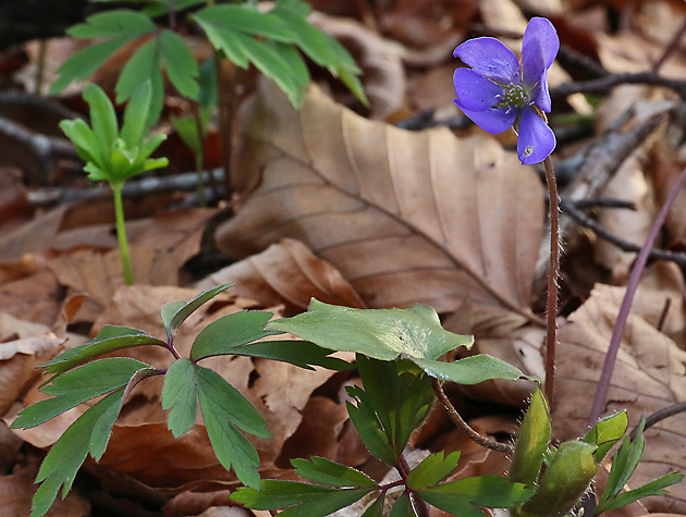 Hepatica nobilis