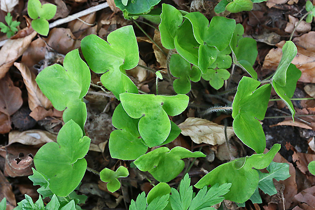 Hepatica nobilis
