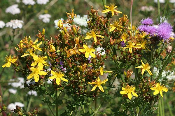 Hypericum perforatum