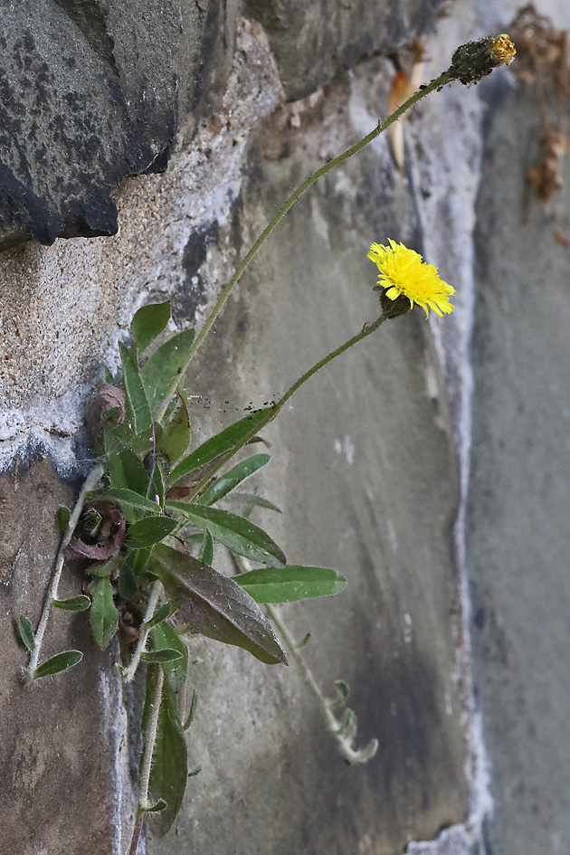 Pilosella officinarum