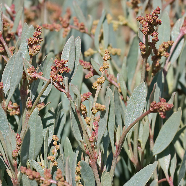Halimione portulacoides