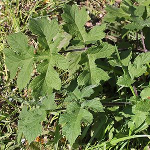 Heracleum sphondylium