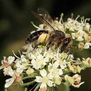 Heracleum sphondylium