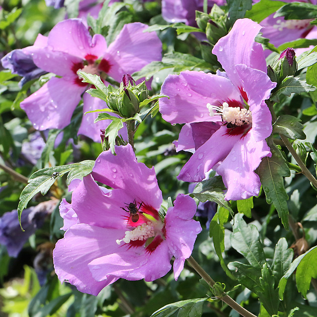 Hibiscus syriacus