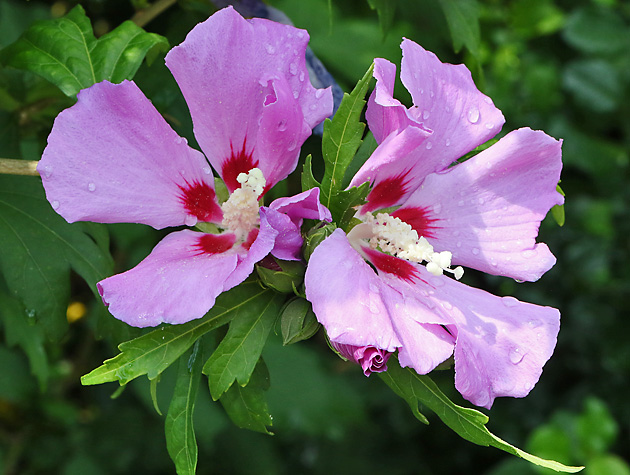 Hibiscus syriacus