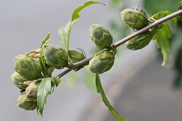 Hibiscus syriacus