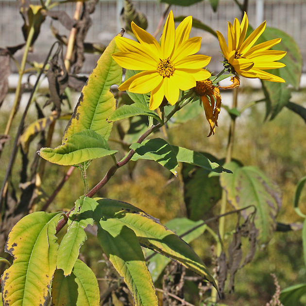 Helianthus tuberosus