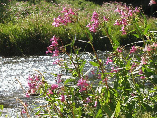 Impatiens glandulifera