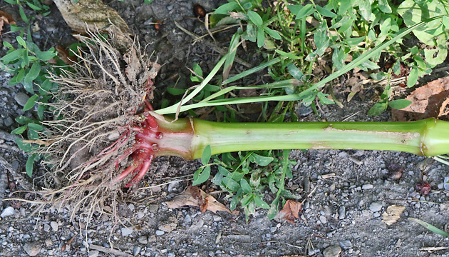 Impatiens glandulifera