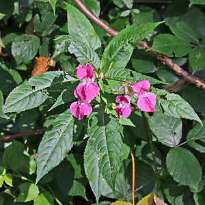 Impatiens glandulifera