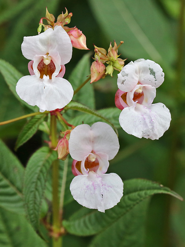 Impatiens glandulifera