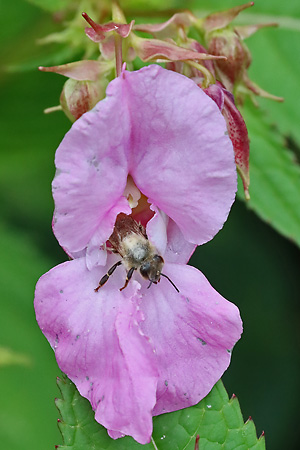 Impatiens glandulifera