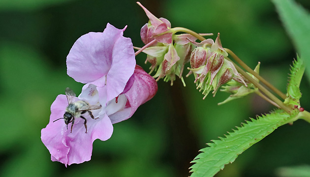 Impatiens glandulifera
