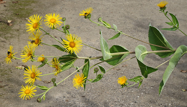Inula helenium