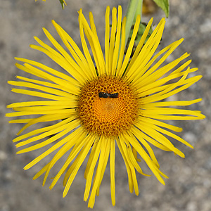 Inula helenium