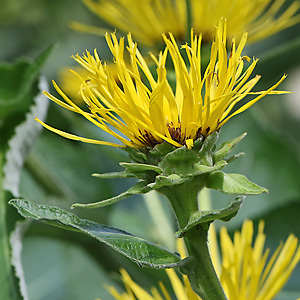 Inula helenium