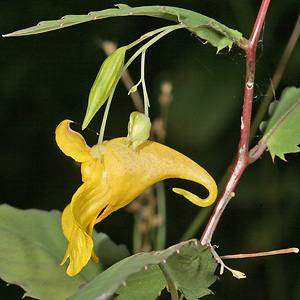 Impatiens noli-tangere