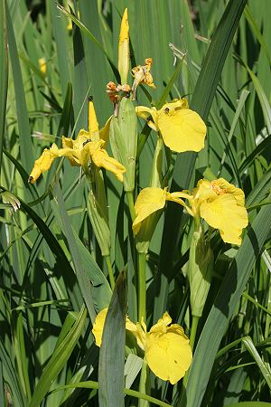 Iris pseudacorus
