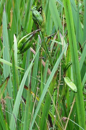 Iris pseudacorus