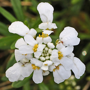 Iberis sempervirens