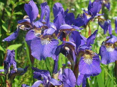 Iris sibirica